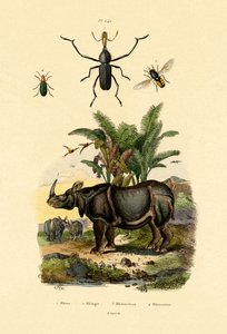 Mosca flotante, 1833-39 de French School